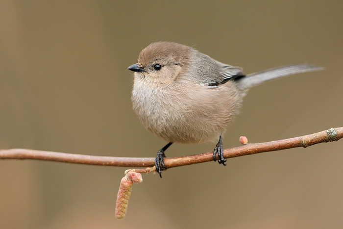 7031_Bushtit_01-03-2010_0