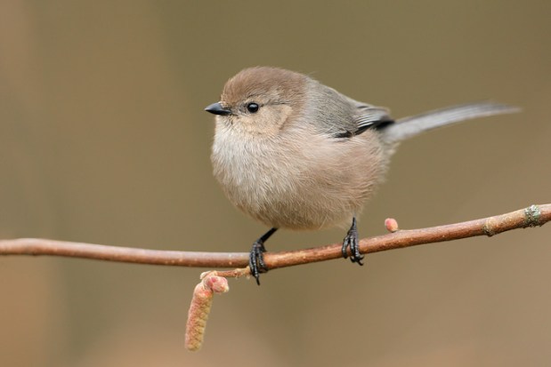 7031_Bushtit_01-03-2010_0